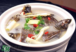 懷孕初期能吃甲魚嗎？懷孕初期可以吃甲魚嗎？