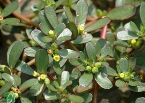 馬齒莧怎么吃好吃？馬齒莧怎么吃最好？