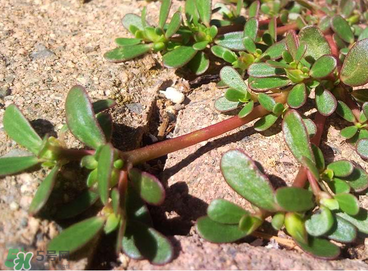 馬齒莧怎么吃好吃？馬齒莧怎么吃最好？