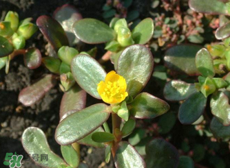 馬齒莧怎么吃好吃？馬齒莧怎么吃最好？