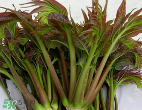 香椿幾月份可以吃？香椿什么時候吃？