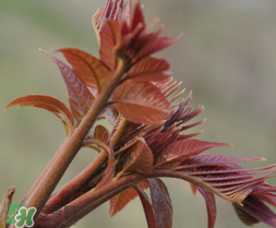 香椿多少錢一斤？香椿芽多少錢一斤2017？