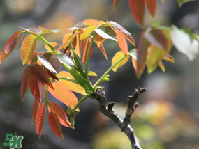 香椿為什么會苦？香椿苦味怎么回事？