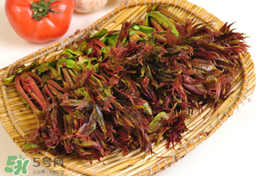 香椿為什么會苦？香椿苦味怎么回事？