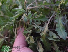 菱角菜是什么菜?菱角菜是什么樣子? 菱角菜是什么菜?菱角菜是什么樣子?