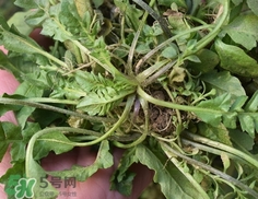 菱角菜是什么菜?菱角菜是什么樣子? 菱角菜是什么菜?菱角菜是什么樣子?