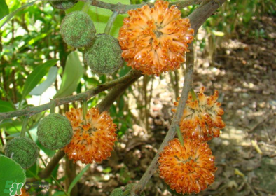 構(gòu)樹花孕婦能吃嗎？構(gòu)樹花孕婦可以吃嗎？