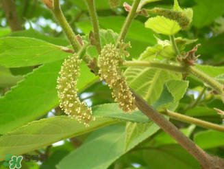 構(gòu)樹花孕婦能吃嗎？構(gòu)樹花孕婦可以吃嗎？