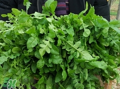 菱角菜是發(fā)物嗎?菱角菜孕婦可以吃嗎? 菱角菜是發(fā)物嗎?菱角菜孕婦可以吃嗎?