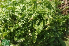 菱角菜是發(fā)物嗎?菱角菜孕婦可以吃嗎? 菱角菜是發(fā)物嗎?菱角菜孕婦可以吃嗎?