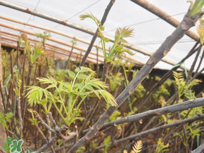 香椿什么人不能吃？香椿哪些人不能吃？