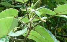 構(gòu)樹穗孕婦能吃嗎？孕婦能吃構(gòu)樹穗嗎？