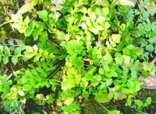 菱角菜怎么保存?菱角菜可以放冰箱保存嗎? 菱角菜怎么保存?菱角菜可以放冰箱保存嗎?