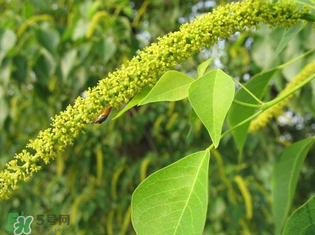 構(gòu)樹穗孕婦能吃嗎？孕婦能吃構(gòu)樹穗嗎？