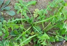 菱角菜怎么保存?菱角菜可以放冰箱保存嗎? 菱角菜怎么保存?菱角菜可以放冰箱保存嗎?