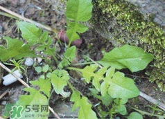 菱角菜怎么保存?菱角菜可以放冰箱保存嗎? 菱角菜怎么保存?菱角菜可以放冰箱保存嗎?