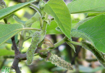 構(gòu)樹穗孕婦能吃嗎？孕婦能吃構(gòu)樹穗嗎？