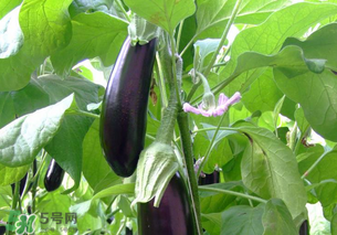 孕婦不能吃茄子嗎？為什么孕婦不能吃茄子？