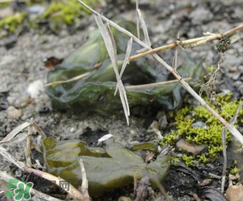 孕婦能吃雷公屎?jiǎn)?？雷公屎孕婦能吃嗎？