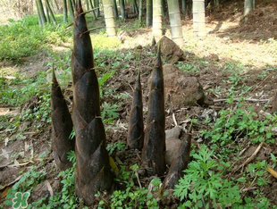 竹筍什么時候長出來？竹筍幾月份長出來？