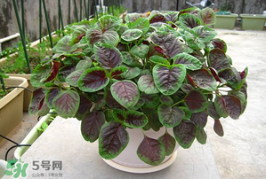 孕婦能吃莧菜嗎？孕婦可以吃莧菜嗎？