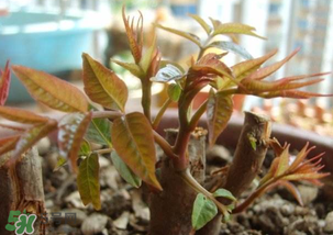 香椿什么時候發(fā)芽？香椿什么時候采摘？