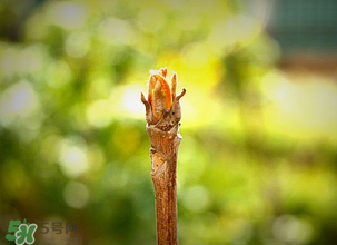 香椿什么時候發(fā)芽？香椿什么時候采摘？