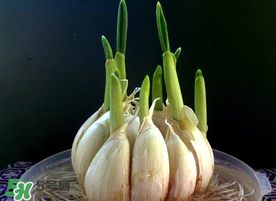 孕婦能吃大蒜嗎？孕婦可以吃生大蒜嗎？