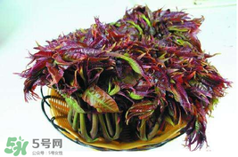 香椿什么時(shí)候上市？香椿幾月份上市？