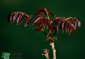 香椿什么時(shí)候上市？香椿幾月份上市？