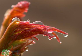 香椿什么時(shí)候上市？香椿幾月份上市？