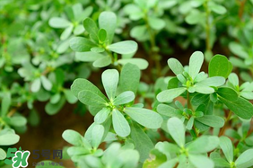 馬齒莧能治痔瘡嗎？馬齒莧怎么治痔瘡？