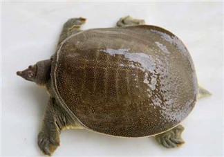 懷孕初期能吃甲魚嗎？懷孕初期可以吃甲魚嗎？