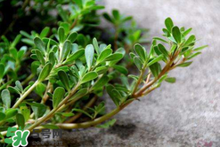 馬齒莧能治白發(fā)嗎？馬齒莧可以治白發(fā)嗎？