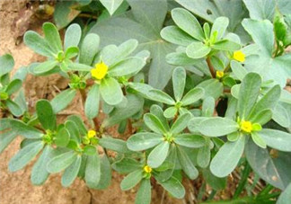 馬齒莧能治白發(fā)嗎？馬齒莧可以治白發(fā)嗎？