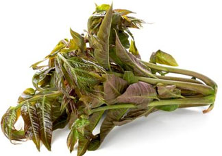 香椿多少錢(qián)一斤？香椿芽多少錢(qián)一斤2017？