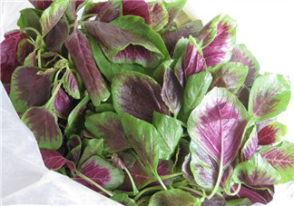 孕婦能吃莧菜嗎？孕婦可以吃莧菜嗎？