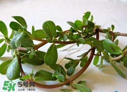 馬齒莧能治痔瘡嗎？馬齒莧怎么治痔瘡？