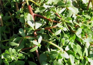 馬齒莧能治痔瘡嗎？馬齒莧怎么治痔瘡？