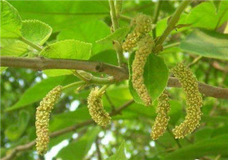 構樹穗孕婦能吃嗎？孕婦能吃構樹穗嗎？