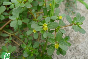 馬齒莧能治痔瘡嗎？馬齒莧怎么治痔瘡？