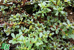 馬齒莧能治白發(fā)嗎？馬齒莧可以治白發(fā)嗎？