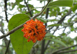 構樹花孕婦能吃嗎？構樹花孕婦可以吃嗎？