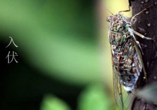 2017年頭伏是哪一天？2017年什么時候入伏？