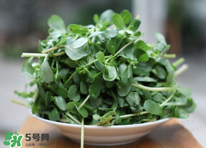 馬齒莧能治白發(fā)嗎？馬齒莧可以治白發(fā)嗎？