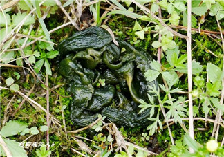 孕婦能吃雷公屎?jiǎn)幔坷坠涸袐D能吃嗎？