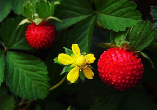 蛇莓孕婦能吃嗎？孕婦能吃蛇莓嗎？