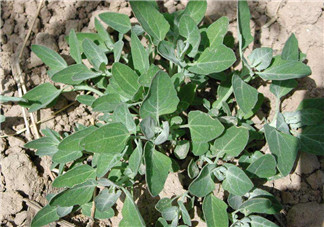 灰灰菜孕婦可以吃嗎？灰灰菜孕婦能吃嗎？