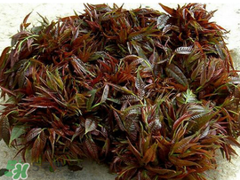 香椿什么味道？香椿吃起來什么味道？