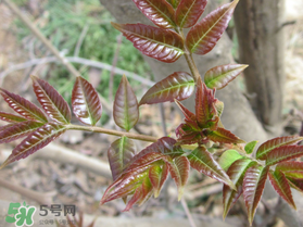 香椿什么味道？香椿吃起來什么味道？